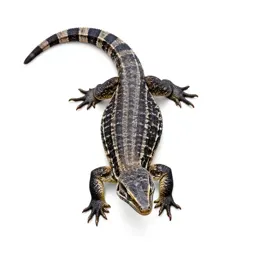 Leopard lizard