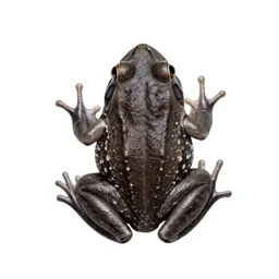 Leptodactylid frog