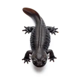 Limestone salamander