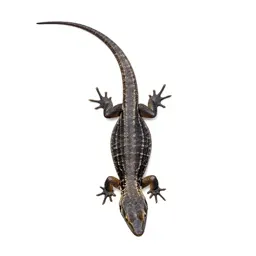 Lizard