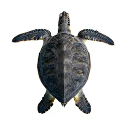 Loggerhead