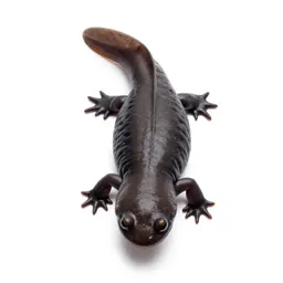 Lungless salamander