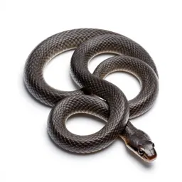 Lyre snake