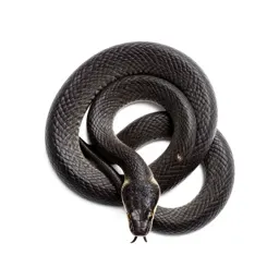 Mamba