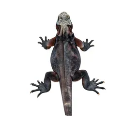 Marine iguana