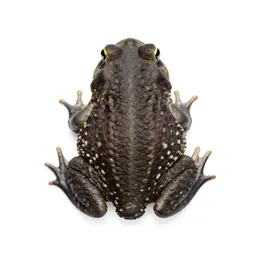 Midwife toad