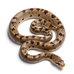 Milk snake