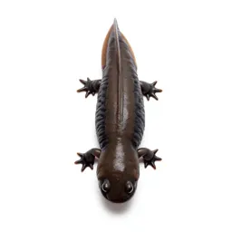 Mole salamander
