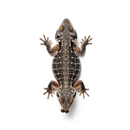 Mountain devil