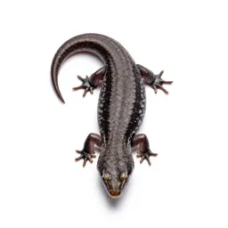 Mountain skink