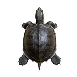 Mud turtle