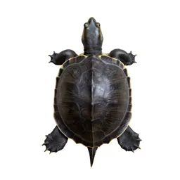 Musk turtle