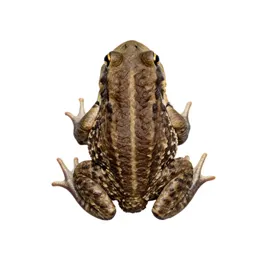 Natterjack