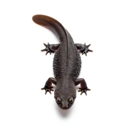 Newt