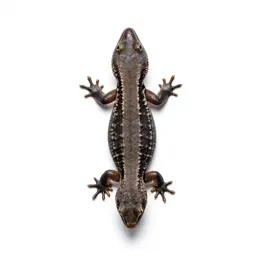 Night lizard