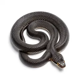 Night snake
