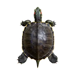 Painted turtle