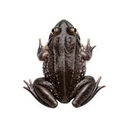 Pickerel frog