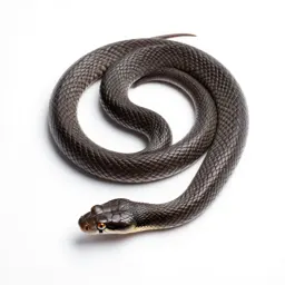 Pine snake