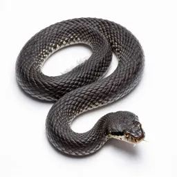 Pit viper