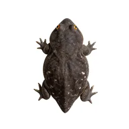 Plains spadefoot