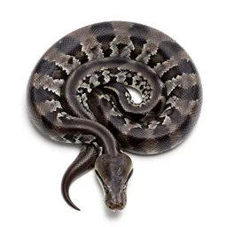 Python