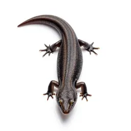 Racerunner