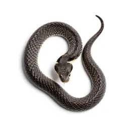 Rattlesnake