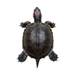 Red-bellied terrapin