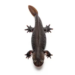 Red eft