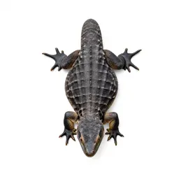 Reptile