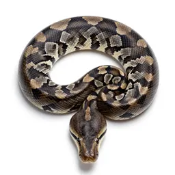 Reticulated python