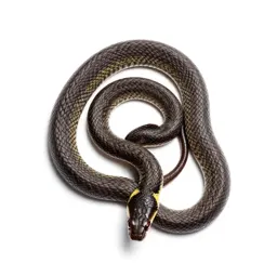 Ribbon snake