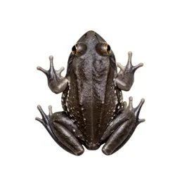 Robber frog