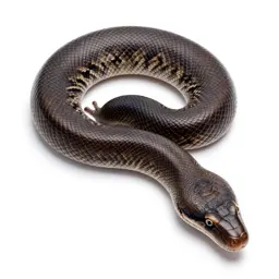Rock python