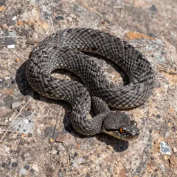 Rock rattlesnake