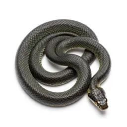 Rough green snake