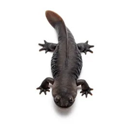 Rough-skinned newt