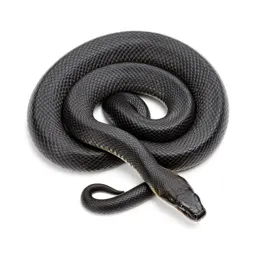 Rubber boa