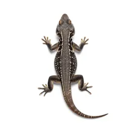 Sagebrush lizard