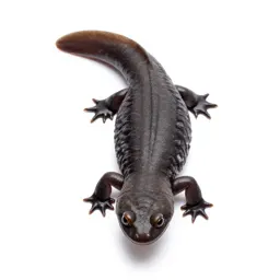 Salamander