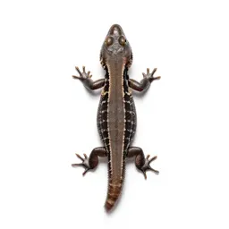 Sand lizard