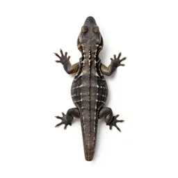 Saurian