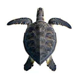 Sea turtle