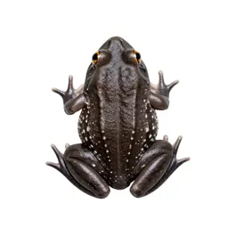 Sheep frog