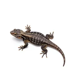 Side-blotched lizard