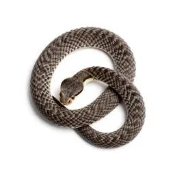 Sidewinder