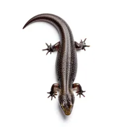 Skink