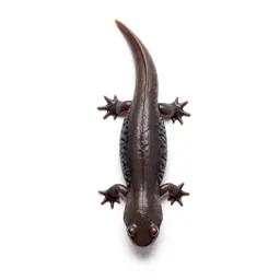 Slender salamander