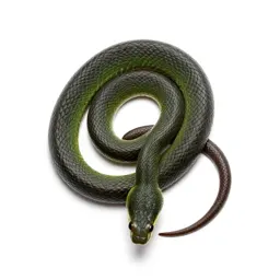 Smooth green snake
